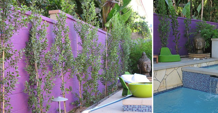 别墅花园装修设计如何确保私密-意大利沙棘