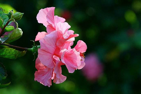 朱槿、扶桑、佛槿、中国蔷薇_让花园四季花开的植物清单-成都一方园林绿化公司