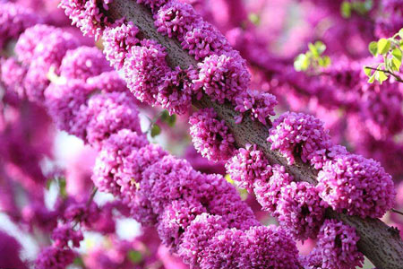 紫荆花_让花园四季花开的植物清单-成都一方园林绿化公司