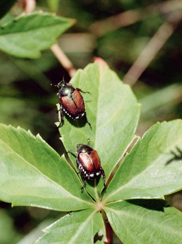 日本甲虫-别墅花园维护：如何识别和摆脱草坪病虫害