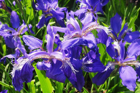 鸢尾、扁竹花、蓝蝴蝶、紫蝴蝶_让花园四季花开的植物清单-成都一方园林绿化公司