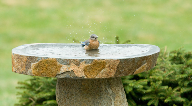鸟浴-10种方式打造一个对野生动物友好的别墅花园 (1)