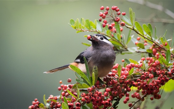 小鸟吃浆果-10种方式打造一个对野生动物友好的别墅花园 (1)