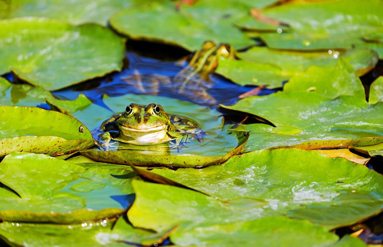 池塘中的青蛙-10种方式打造一个对野生动物友好的别墅花园 (1)