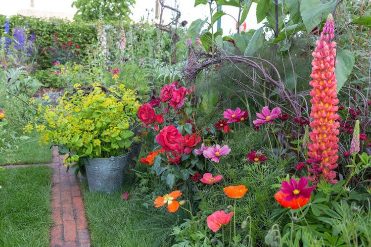 适宜在别墅庭院种植的开花植物 (2)