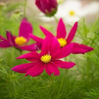 大波斯菊-适宜在别墅庭院中种植的开花植物-成都一方园林绿化公司
