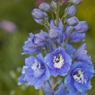 蓝色飞燕草-适宜在别墅庭院中种植的开花植物-成都一方园林绿化公司