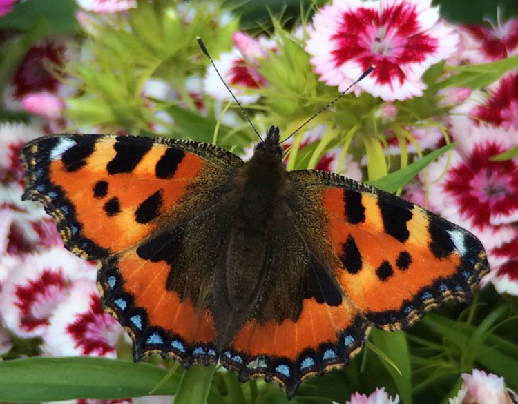 别墅花园用什么方式、种什么花可以吸引蝴蝶？