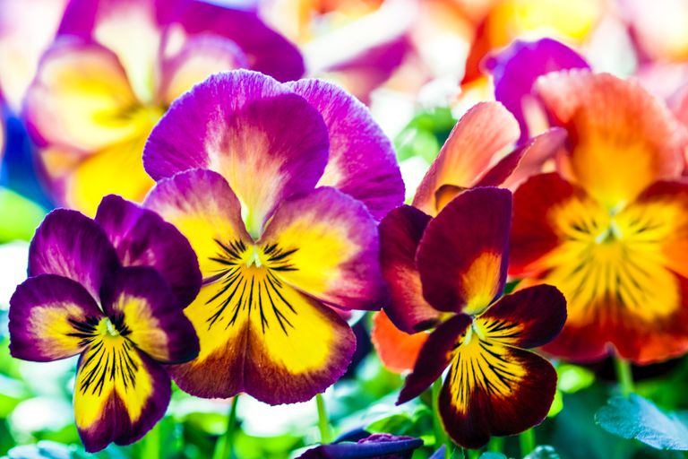 如何在私家花园中种植完美的三色紫罗兰