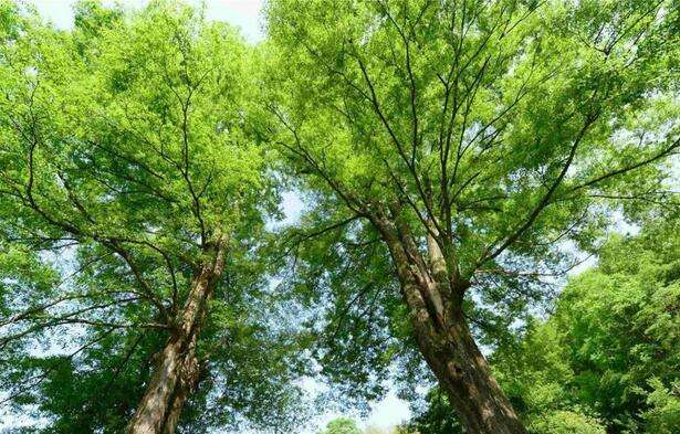别墅园林绿化中榉树移栽的方法及注意事项