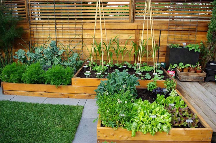 食用花园-厨房花园-花园式菜园 (2)